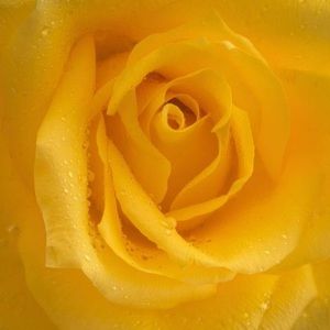 Meet your Posher, Pam